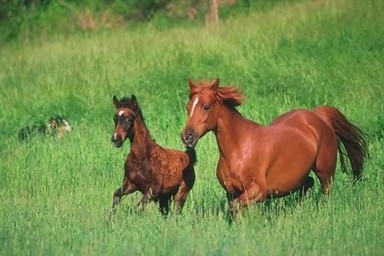 Horse